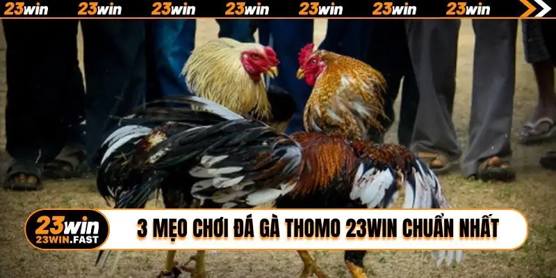 3 mẹo chơi đá gà Thomo 23WIN chuẩn nhất