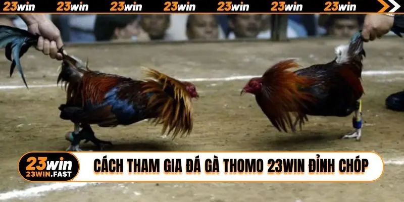 Cách tham gia đá gà Thomo 23WIN đỉnh chóp