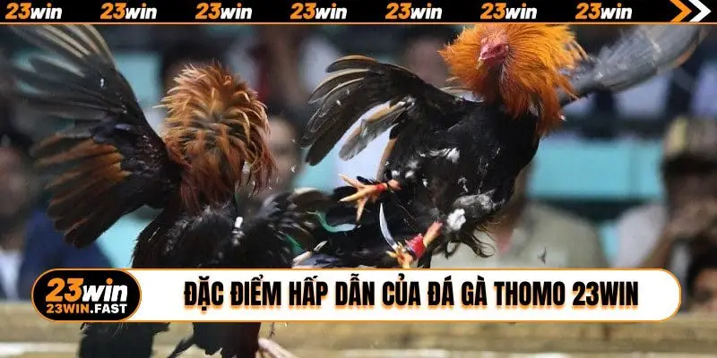 Đặc điểm hấp dẫn của đá gà Thomo 23WIN